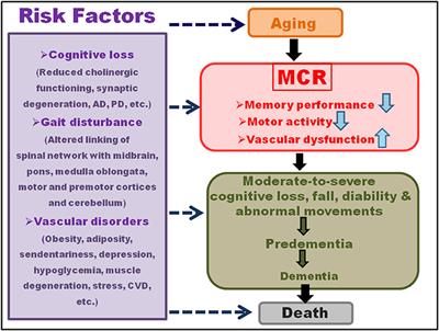 Motoric Cognitive Risk Syndrome: Symptoms, Pathology, Diagnosis, and Recovery